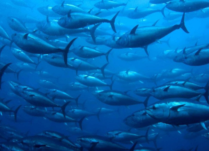 Il caso del tonno rosso dei palangari ponzesi all’attenzione del Ministero